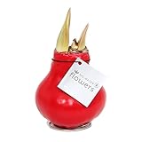 Waxz® Amaryllis Zwiebel gewachst, (Hippeastrum Hybride), rotblühend,keine Pflege nötig, (Rot)