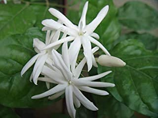 PMK E Store gundu malli Jasmine Live Plant (B0B14LMZN7) Amazon Price History, Amazon Price Tracker