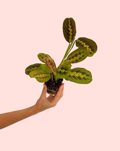 PUR PLANT Maranta Leuconeura Tricolor | Planta Natural De Interior Pet Friendly y Purificadora | Hojas Verdes Con Nervaduras Rosas y Reverso Rosado | Tropical, Elegante y Viva | Maceta De Ø8,5 cm