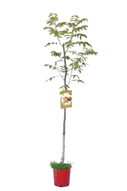Nogal Natural Árbol Frutal - Árbol de Nueces - DECOALIVE