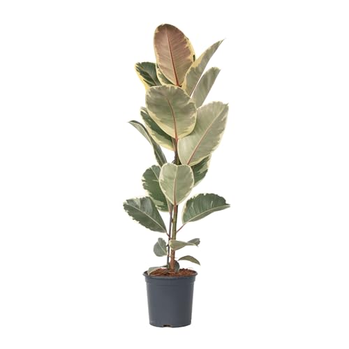 Plant in a Box - Ficus Elastica Tineke - Árbol de caucho de interior grande real - Maceta 24cm - Altura 75-100cm