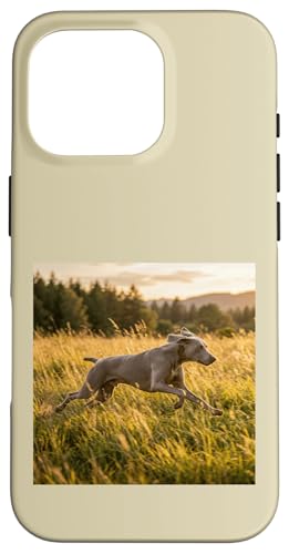 Weimaraner �����j���O���h�E �T���Z�b�g �t�B�[���h �V�[�� �X�}�z�P�[�X iPhone 16 Pro �p