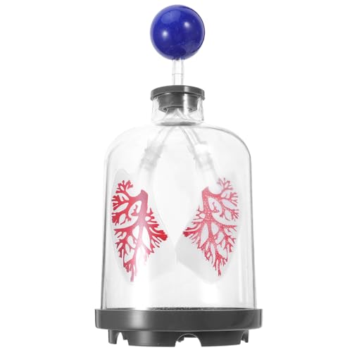 Modèle pédagogique pulmonaire en plastique FRCOLOR pour démonstration