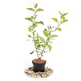 Tatarischer Hartriegel 'Aurea' - Super Sämling