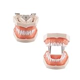 Hoite Modelo de dientes de tipodonto dental, 28 piezas, dientes de repuesto para la práctica dental, educación, dentistas, estudiantes.