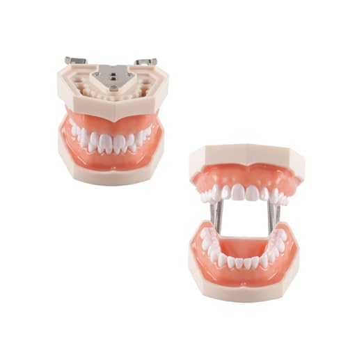 Hoite Modelo de dientes de tipodonto dental, 28 piezas, dientes de repuesto para la práctica dental, educación, dentistas, estudiantes.