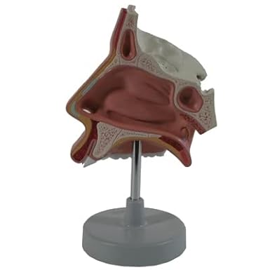NASAL CAVITY