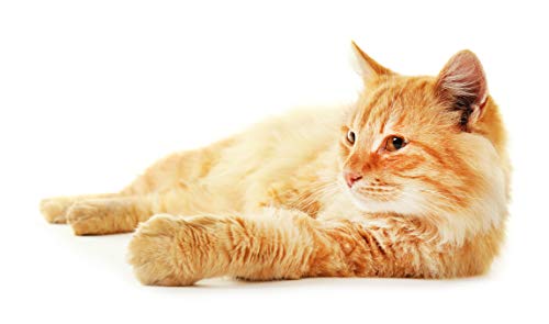 GOLDEN BREEZE areia para gatos totalmente natural, 1,8 kg – Grão fino, não desbota, ecológica – abso