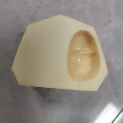 Modelo dental tipodonto para aprender restauración de sobredentaduras 7