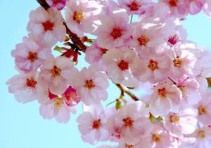 10 JAPANESE CHERRY TREE Pink Cloud Oriental Sweet Prunus Serrulata Flower Seeds