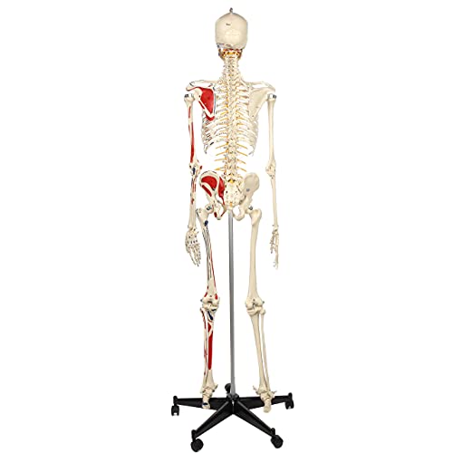 Rudiger Anatomie Human Skeleton With Flexible Spine, Muscle Paintings, And Arteries #TOP7