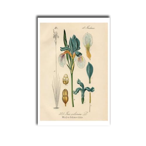 MEIXI MOBILE Imagens de tela ilustração botânica de íris azul e branco impressão floral impressão de arte botânica vintage cozinha casa sala de jantar decoração 30 x 45 cm sem moldura