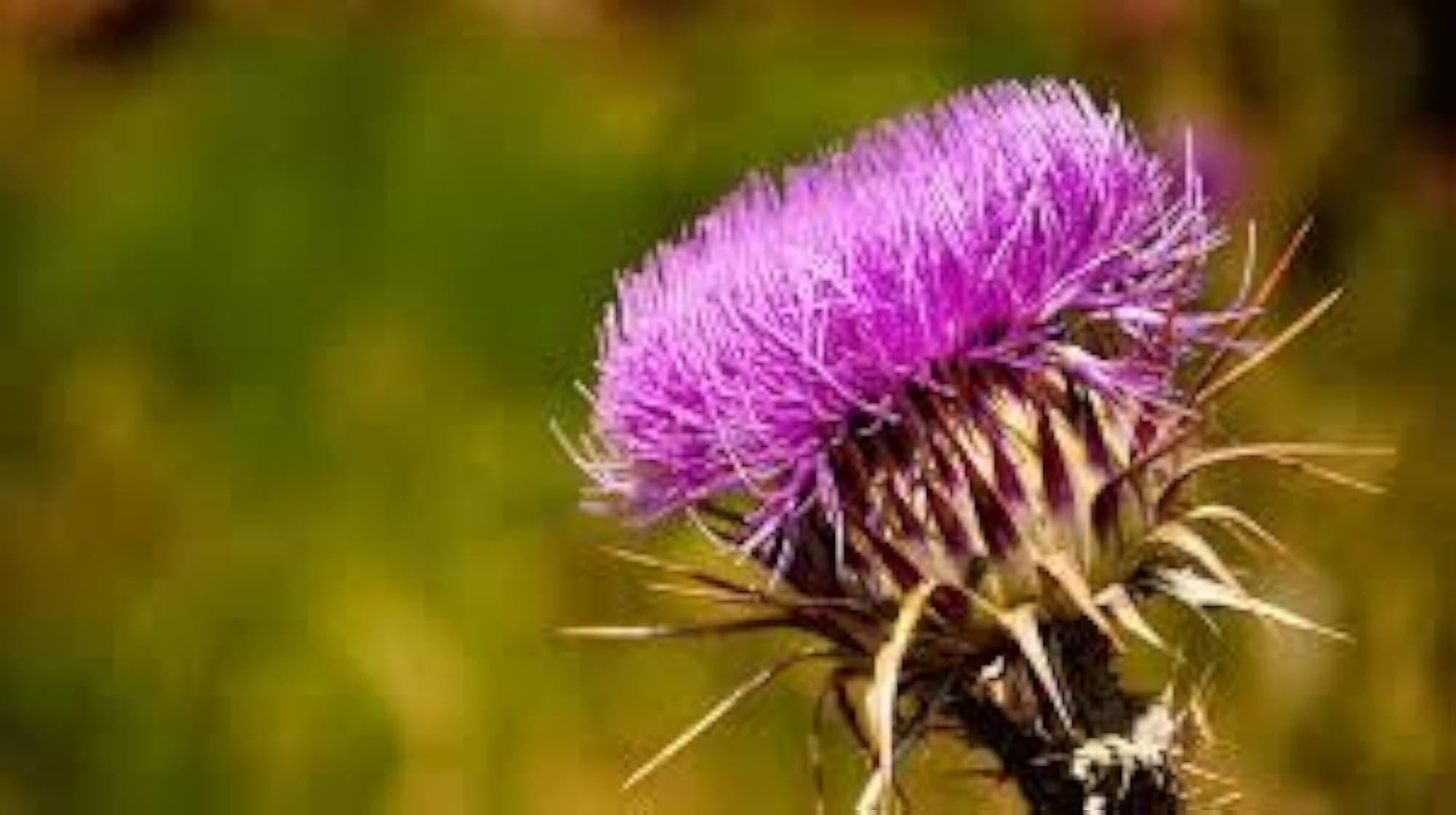 Arogya Ayurveda Milk Thistle with Dandelion Capsules