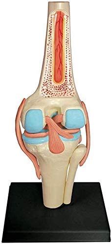 Model Kolanowy Model Anatomii Ludzkiej Narządy Edukacji Medycznej Modelowy Model Medyczny I Materiałowy
