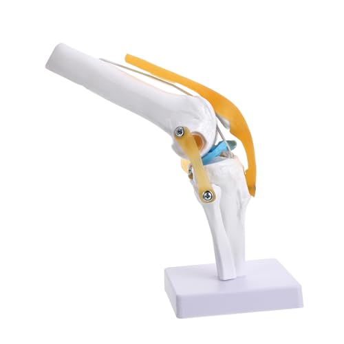 Modèle d'articulation du genou moulé sur éprouvette réelle pour simulation médicale