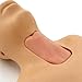 Advanced Tracheostomy Simulator Manikin Model for Cricothyrotomy Training, Cartilage Tracheotomy Surgical Simulator Teaching Tool with PVC Material for Science Lab Study Practice
