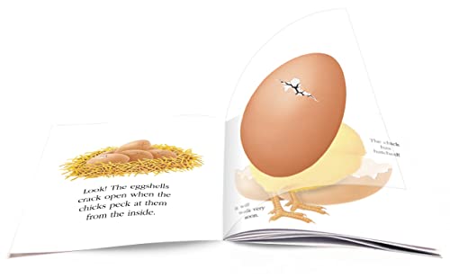 The Egg (My First Discovery Paperbacks) - Image 2