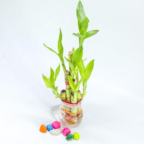Image of Lucky Bamboo Plants | 6 Lucky Bamboo Sticks with Multi color Stones, Best feng shui plant for Home, Office, Bedroom decoration
