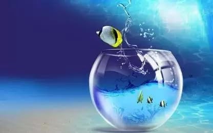 Flora Solutions 1.5 L Fish Bowl (B0C8DNJZYW) Amazon Price History, Amazon Price Tracker