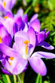 Image of IMP. Saffron | Crocus Excellent Quality Flower Bulbs for Attractive Aromatic Flowers Home Outdoor Gardening Plants Flowering Bulbs (pack of 12, Sativus Saffron)
