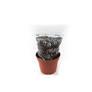 Plantenpot + bodem; Ø 6 cm Tropical soil
