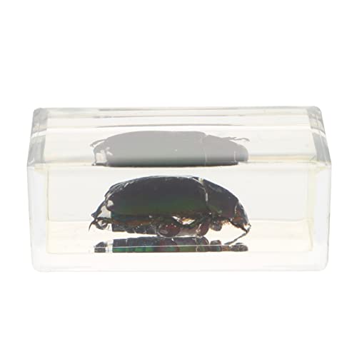 GARVALON 1 PC Insect Specimen Toy Teaching Tool Attractive Amber Samples Creative Amber Specimens Science Classroom Specimens Amber Scorpion Natural Amber Samples Resin
