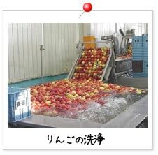 Amazon.co.jp: 青研 葉とらず りんご100 ジュース 1000ml×12本 : 食品