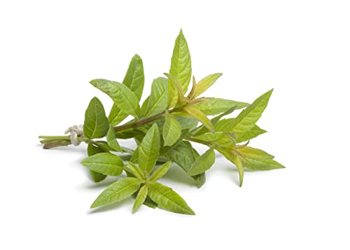 Lemon Verbana Plants, 1 x Full Plant a in 9cm Pot, Herb Garden, Indoor or Outdoor, Garden Ready and Ready to Plant, Premium Quality Herbs