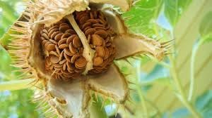 STK Datura Seeds | White Flower Datura Seeds | High Germination Seeds | Pack of 15 Seeds. (B0D833T1N1) Amazon Price History, Amazon Price Tracker
