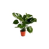VERDECORA - Planta Natural - Costilla de Adán o Monstera Deliciosa - Maceta 13cm | Altura 40 - 55cm