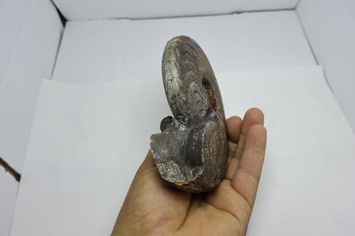 Image of Ammonite Fossil Cretaceous Fossils Fossils from Morocco Fossil Rock Ammonites Fossil A298