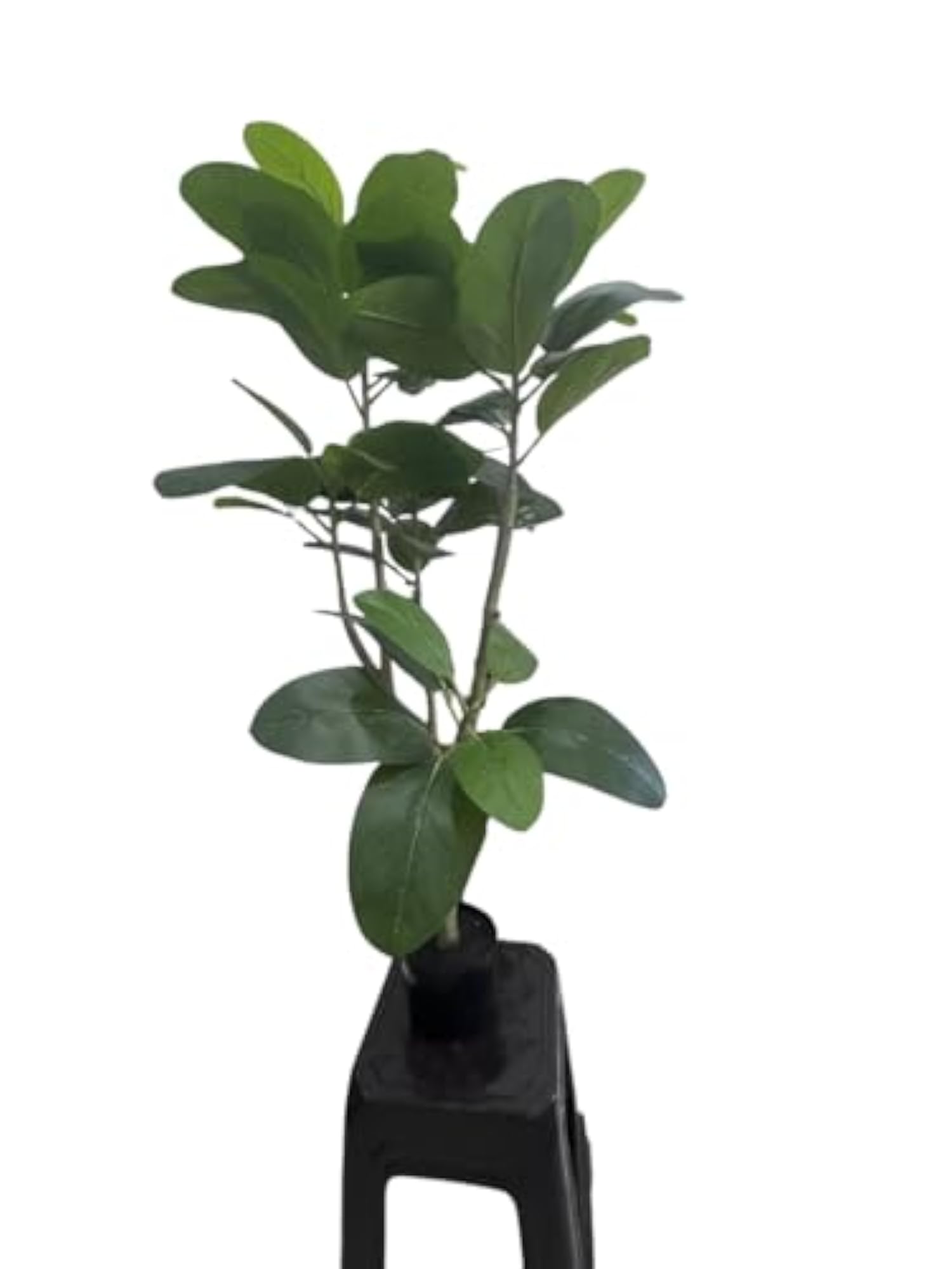 Artificial Green Rubber Plant, 120 cm Tall