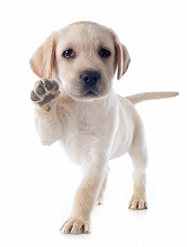 Pet Relax Spray 100ml