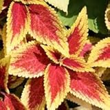 Nuevo 100pcs Semillas de plantas de coleo rojo y amarillo