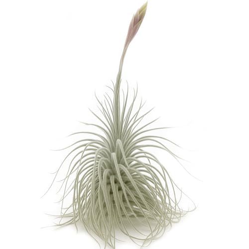 ragnaroc Live air Plant - Tillandsia Tectorum Air Plant 4-6"