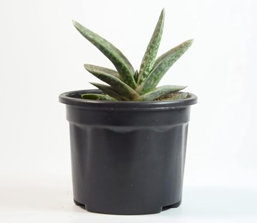 Image of Gasteria Live Succulent Plant with Pot | Rare Tongue-Shaped Leaf Succulent | Low-Maintenance Indoor Plant for Home, Desk & Office Decor | Fresh Healthy Live Plant