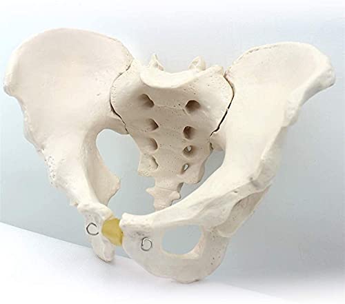 Modèle anatomique pelvien masculin de haute précision scientifique