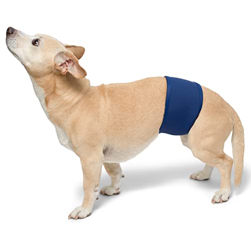 Image of PlayaPup Male Dog Belly Band, Royal, Large