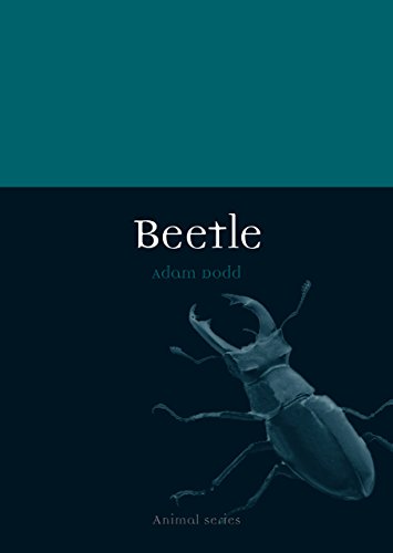 Beetle view 2