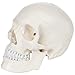 Axis Scientific Human Skull Model for Anatomy Life Size, 3-Part Anatomy Skull Includes Skull Cap with External and Interior Structures, Includes Detailed Product Manual, Skull for Anatomy