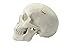Zgood Mini Human Medical Anatomical Head Bone Skull Bone Model