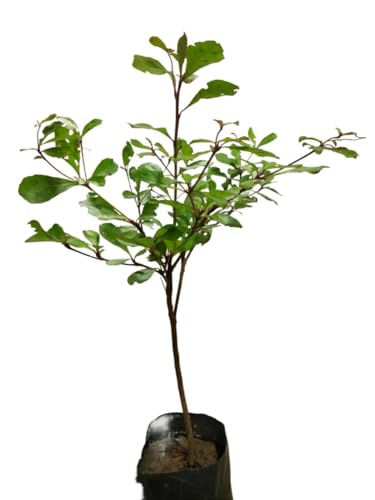 Live Terminalia Mantaly Plant, Elegant Shade Tree for Gardens, Parks, Landscaping & Bonsai, Low Maintenance, Fast Growing Evergreen Tree, Natural Air Purifier Plant 1 Live Healthy Plant