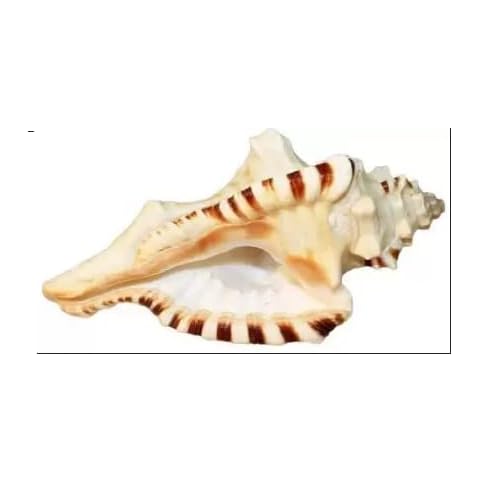 Radhna Indian Decorative Shankh Ganesh Shankh (9cm Brown-Colour) Decorative Shankh (Brown) Cover