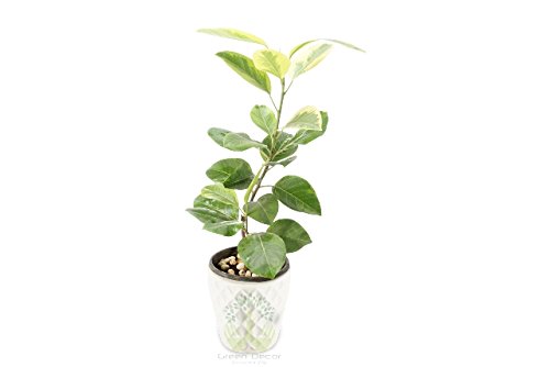 Plants Point Live Banyan/Bargad Pre Bonsai Plant with Bonsai Pot - 1.5 Years Old Bonsai Plant