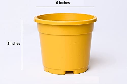 Pot's & Plant's Plastic Grower Pot Multicolor, 6 inch, Combo of 10 Colourful Grower Pot (Normal Nursery Pots)