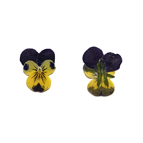 Flores prensadas secas Natural Pansy 12 pcs miniatura 2