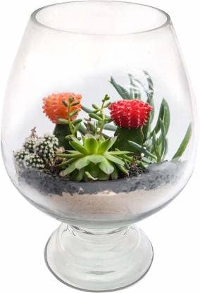 Generic Light divyansh Crystal Glass Glossy Clear Fish Bowl Fish Pot Fish Bowl (10 inch Wine) Pack of 1