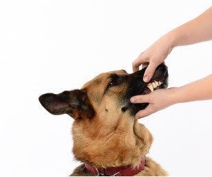 Arm & Hammer Tartar Control Dog Dental Kit, Beef Flavor, 3-Piece