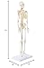 Axis Scientific Mini Human Skeleton Model with Metal Stand, 31