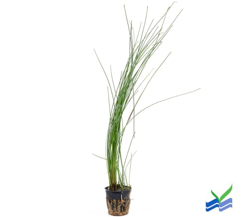 Aquarium Plants Discounts Potted Tall Hairgrass by AquaLeaf Aquatics - Easy Aquatic Live Plant- (Potted Tall Hairgrass, 5 Pack)